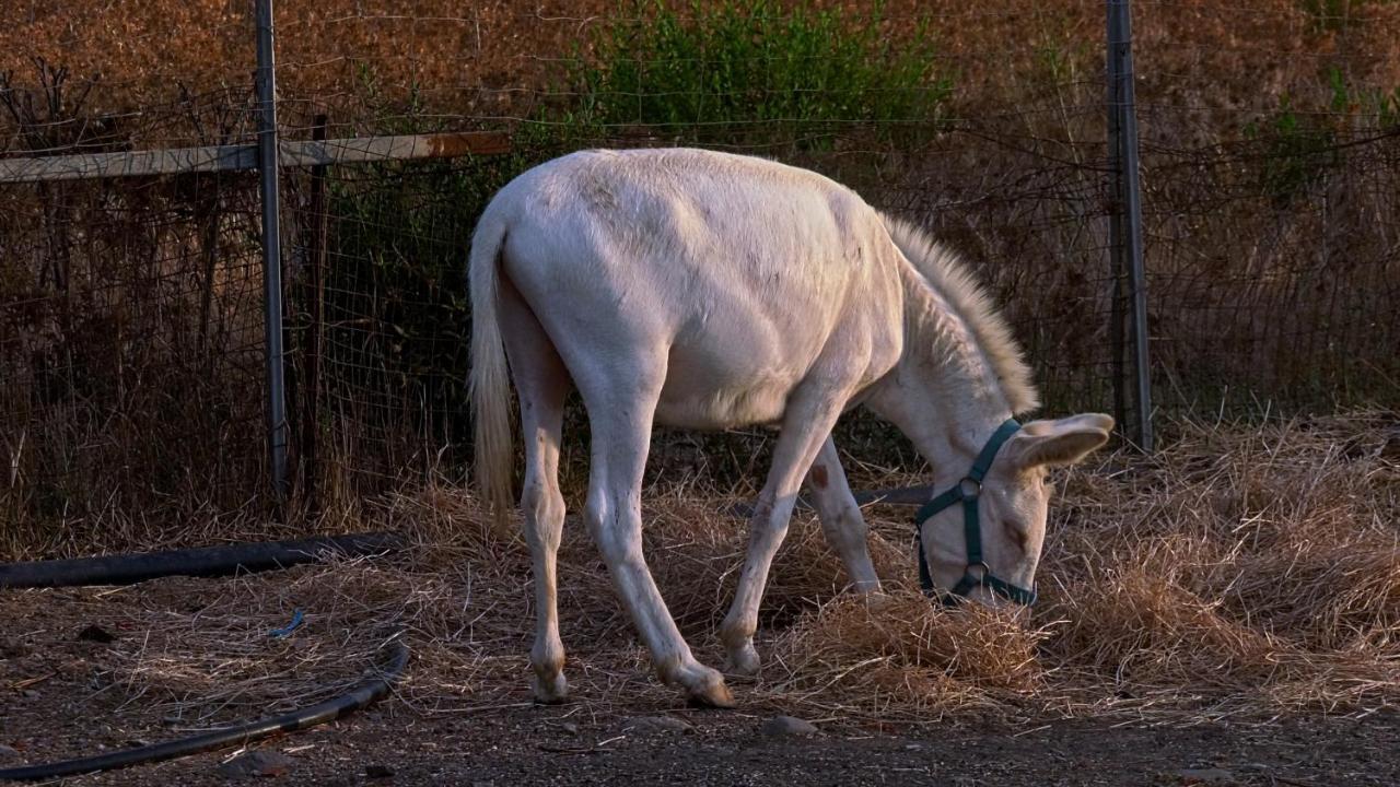 Agriturismo Santa Lucia Tratalias Dış mekan fotoğraf